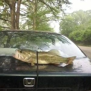 Meet your Posher, Robert